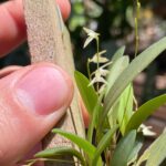 Anathallis Linearifolia