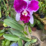 LC. Aqui-Finn ''Nature Best'' - COM FLOR
