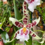 Beallara/Aliceara ''Renaissance White'' - COLEÇÃO
