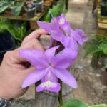 Touceira Cattleya Nobilior Casellato (N°2) - 8 bulbos