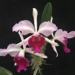 Cattleya Rooseveltiae - COLEÇÃO