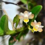 Pelantantheria Bicuspidata - COLEÇÃO