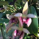 Bulbophyllum Facetum - COLEÇÃO