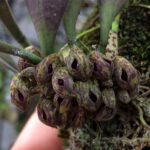 Acianthera Fenestrata - Orquídea Lagartixa