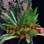 Dryadella Zebrina