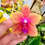 Phalaenopsis Bolgheri Bronze Buddha - PERFUMADA