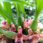 Maxillaria Subulata - AROMA DOCE ABÓBORA