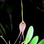 Masdevallia Naranjapatae - COLEÇÃO