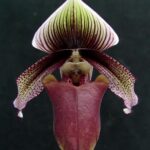 Paphiopedilum Curtisii Skrockets - RARÍSSIMA