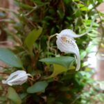 Pabstiella Carinifera