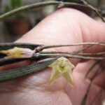 Octomeria Hatschbachii