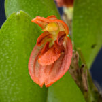Pabstiella Rubrolineata