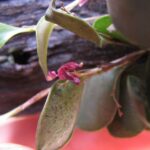 Pabstiella Punctatifolia