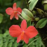 Mini Cattleya Sophronitis Acuensis