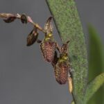 Pleurobotryum Crepinianum