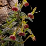 Epidendrum Porpax - COLEÇÃO