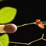 Pabstiella Sordida