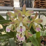 Cattleya BLC. Maikai Louise x Pão de Açúcar - RARIDADE