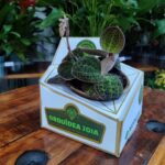 Touceira Marcodes Sanderiana ''Orquídea Joia'' - RARÍSSIMA