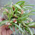 Touceirinha Christensonella Uncata - PERFUMADA