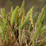 Stelis Intermedia