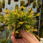 Touceirinha Pleurothallis Sonderana