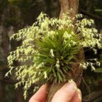 Touceirinha Anathallis Linearifolia