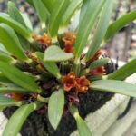 Christensonella Pumila - PERFUMADA