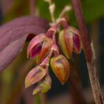 Acianthera Auriculata