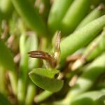 Acianthera Guimaraensis