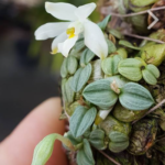 Constantia Cipoensis - COLEÇÃO