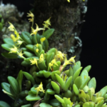 Anathallis Ourobranquensis