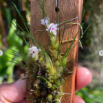 Touceirinha Isabelia Virginalis