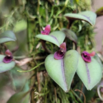 Acianthera Serpentula