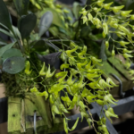 Pleurothallis Grobyi