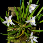 Leptotes Tenuis - COLEÇÃO