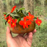 Mini Cattleya Sophronitis Riograndensis