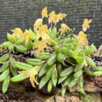 Acianthera Aveniformis