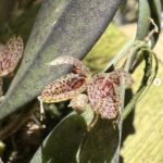 Acianthera Bicornuta