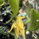 Touceirinha Acianthera Murexoidea