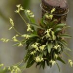 Anathallis Rigidula
