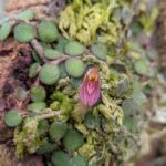 Phloeophila Nummularia - COLEÇÃO