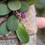 Acianthera Minima