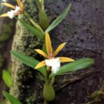 Dinema Polybulbon