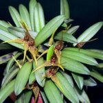 Dryadella Edwallii