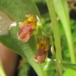 Pabstiella Transparens