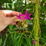 Isabelia Violacea - COLEÇÃO