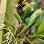 Pabstiella Pristeoglossa