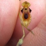 Touceirinha Pabstiella Seriata