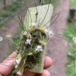 Touceirinha Isabelia Virginalis - COLEÇÃO